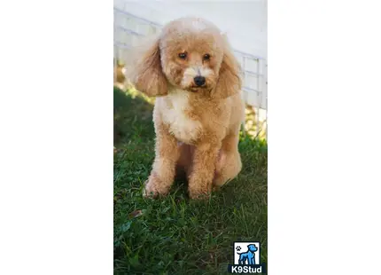 a small poodle puppy standing on grass